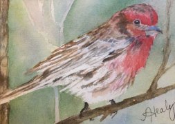 Alice Healy, House Finch, Watercolor