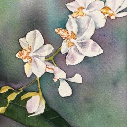 Alice Healy, Orchids, Watercolor